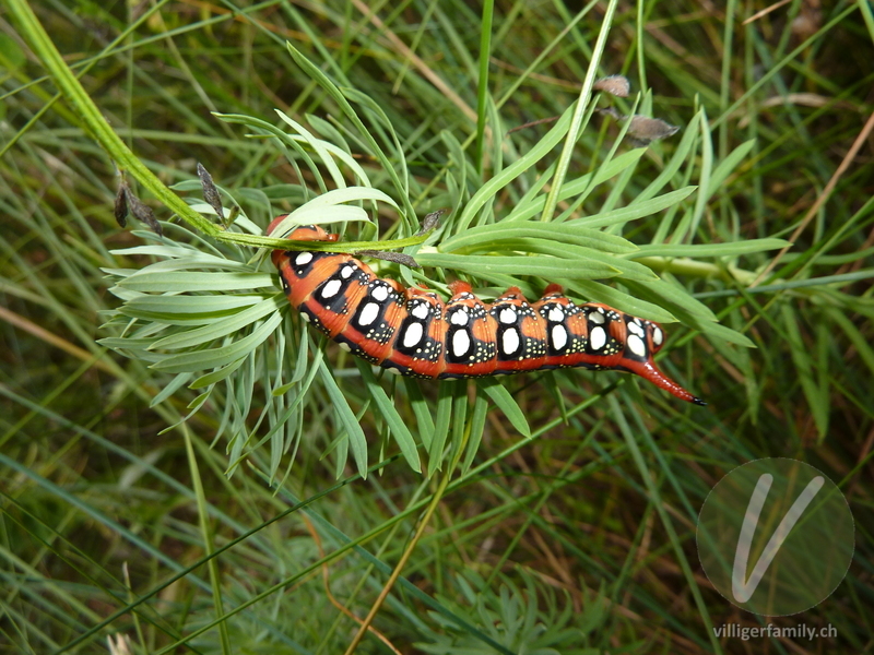 Wolfsmilchschwärmer: Übersicht